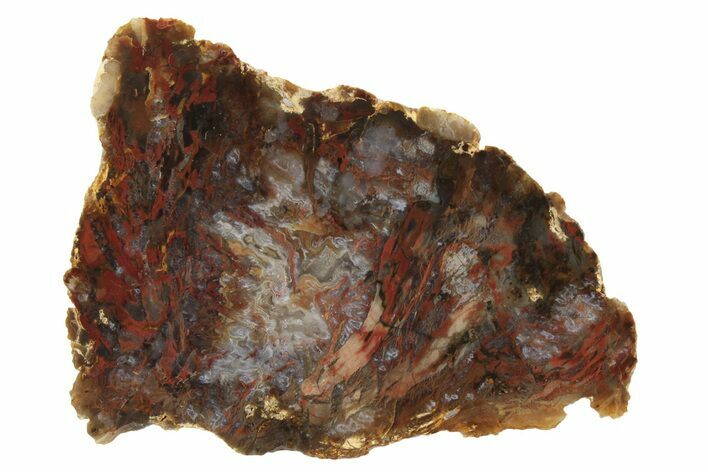 Colorful, Agate Replaced Petrified Wood Section - Texas #236513